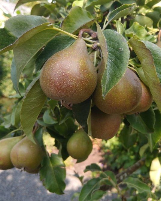 Stoofperen aan de boom